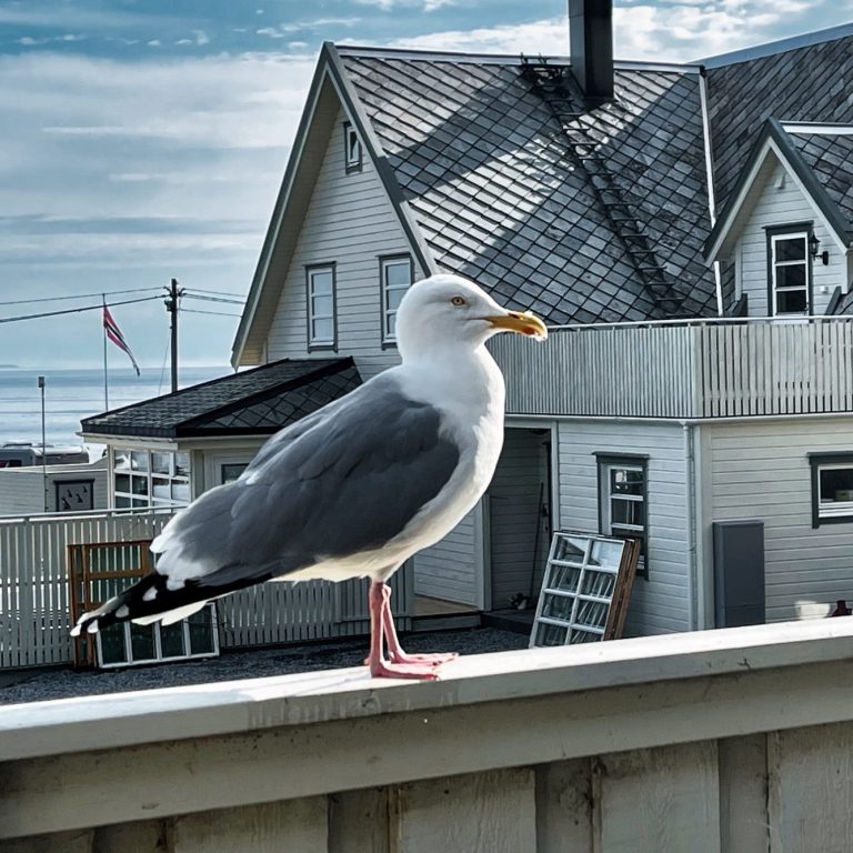 Möwe auf einem Geländer, im Hintergrund ein weißes Haus unter einem bewölkten Himmel.